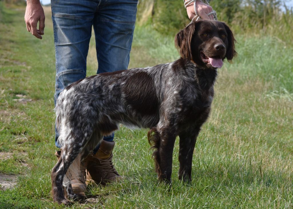 Viago dit venom Du Mont Chauve