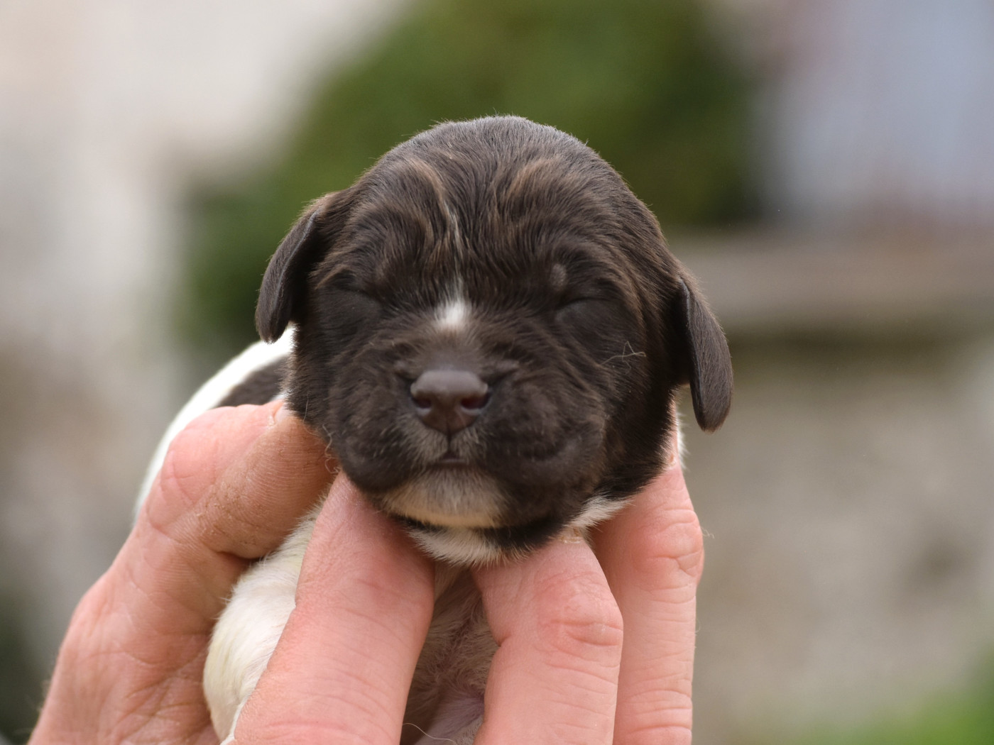 Du Domaine De L'Imbaudiere - Chiots disponibles - Petit Epagneul de Münster
