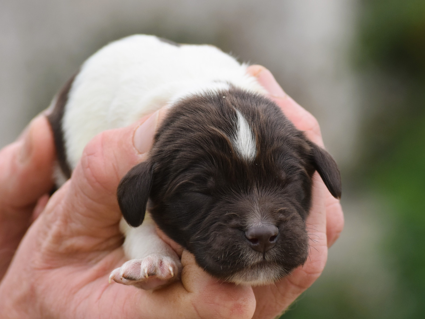 Du Domaine De L'Imbaudiere - Chiots disponibles - Petit Epagneul de Münster