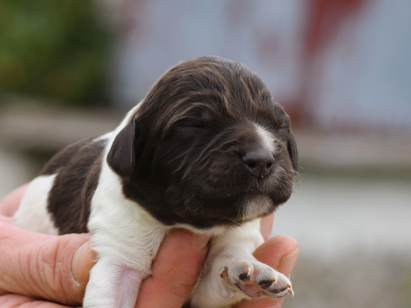 Du Domaine De L'Imbaudiere - Chiots disponibles - Petit Epagneul de Münster