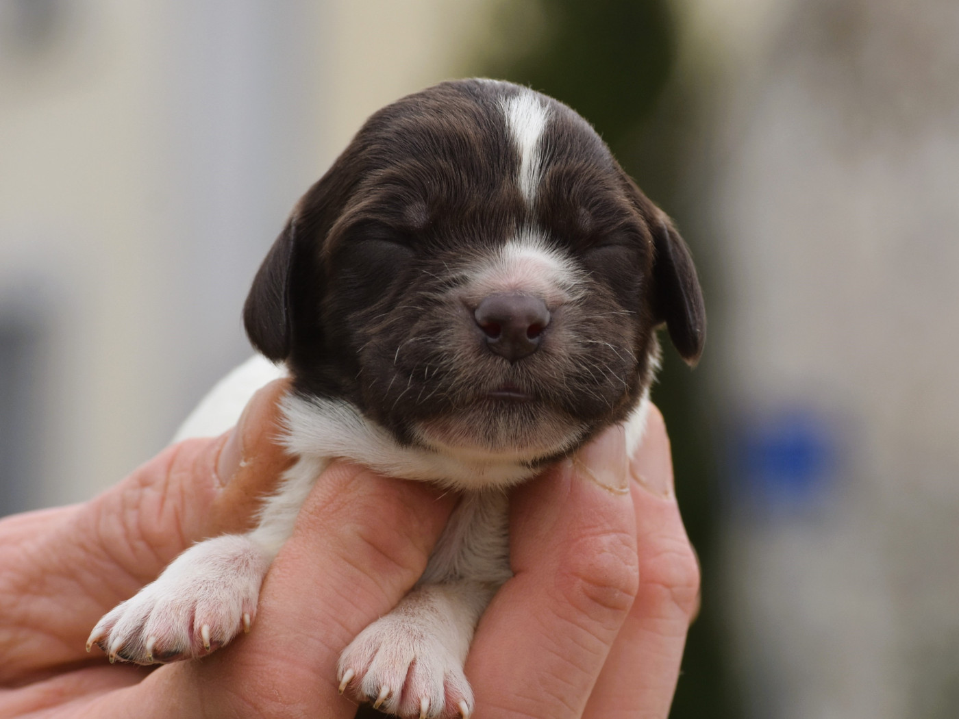 Du Domaine De L'Imbaudiere - Chiots disponibles - Petit Epagneul de Münster