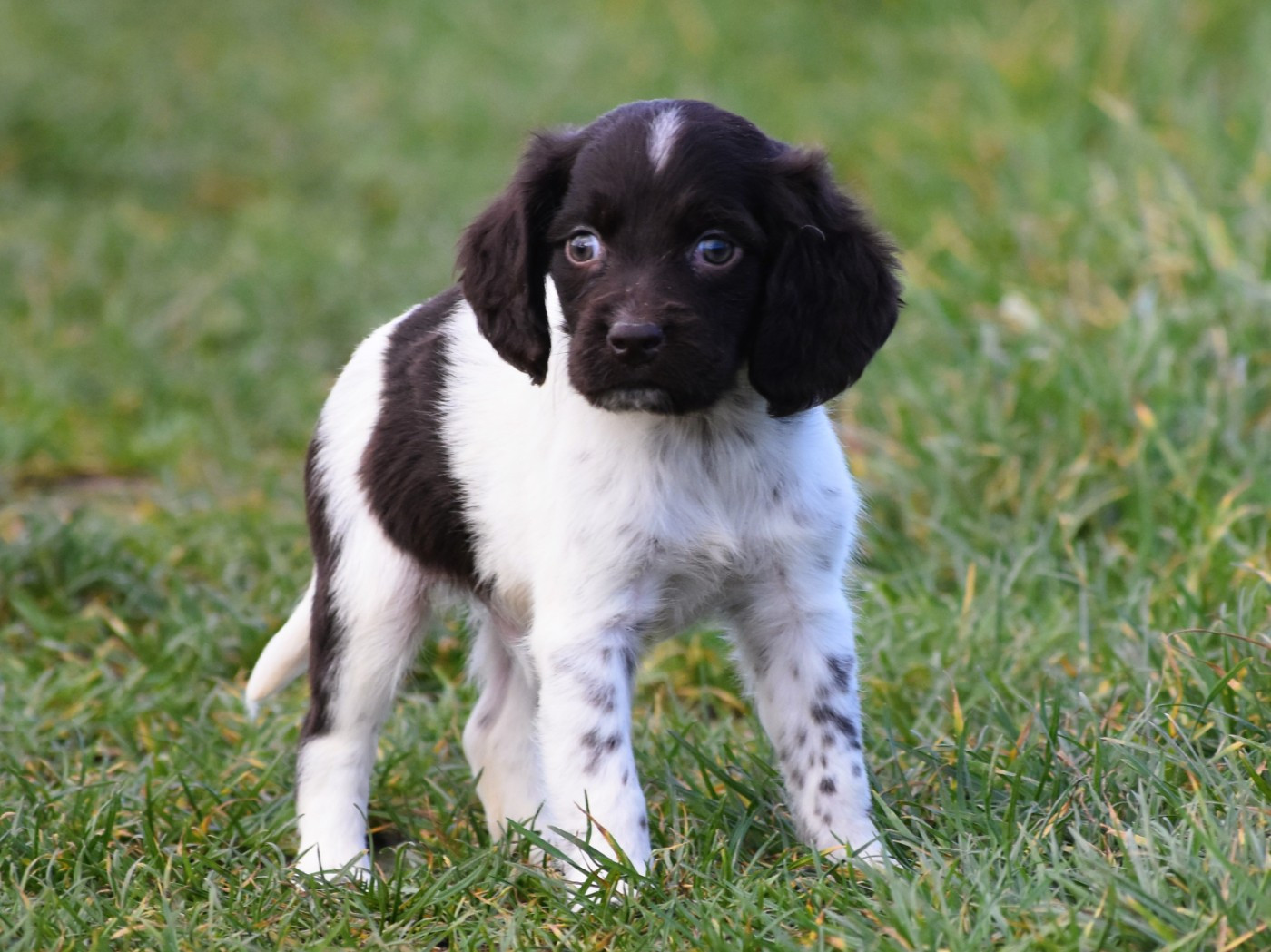 Du Domaine De L'Imbaudiere - Chiots disponibles - Petit Epagneul de Münster