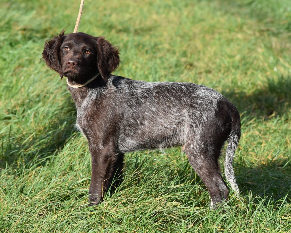Du Domaine De L'Imbaudiere - Petit Epagneul de Münster - Portée née le 19/07/2024
