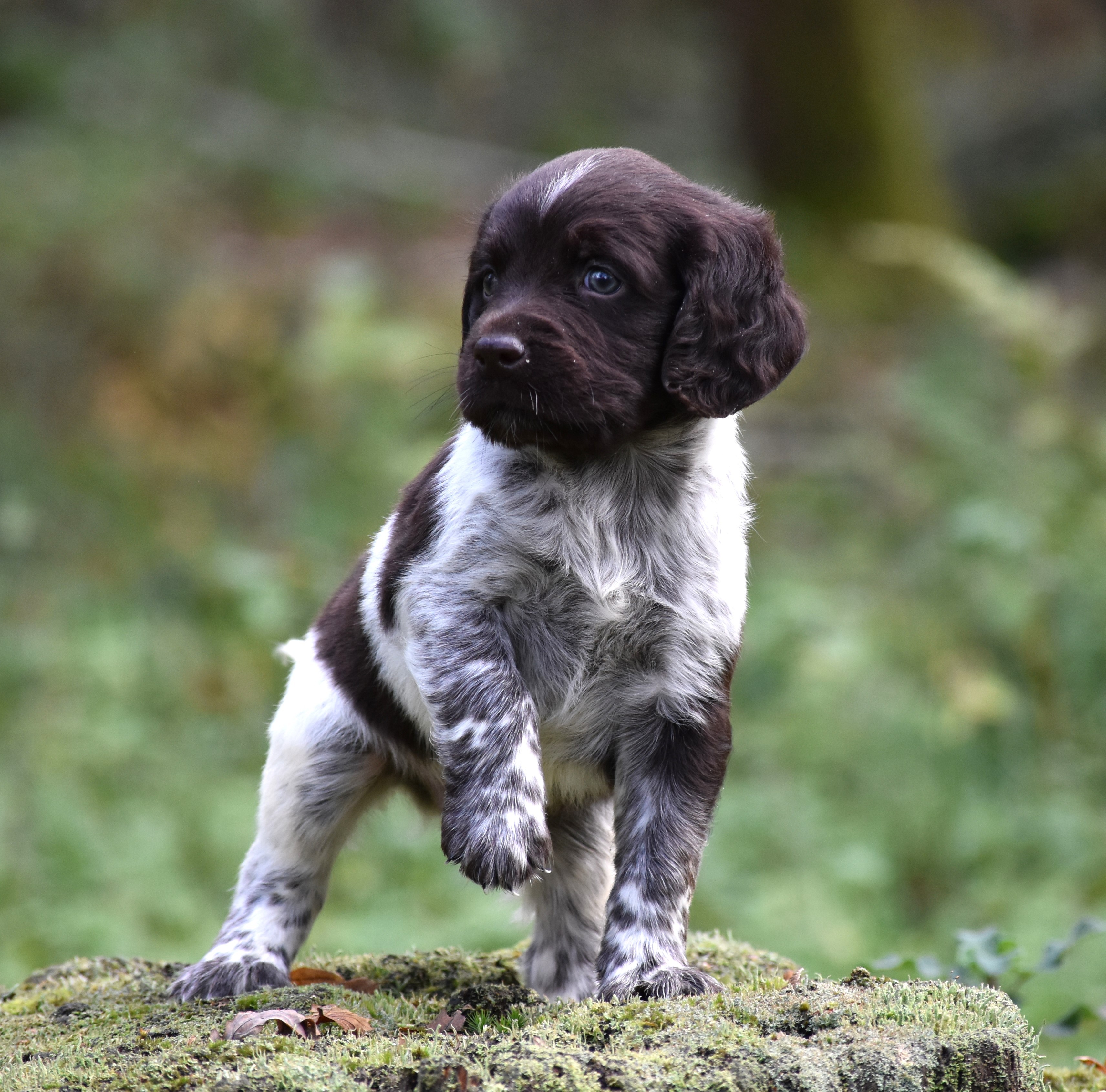Du Domaine De L'Imbaudiere - Petit Epagneul de Münster - Portée née le 05/10/2023